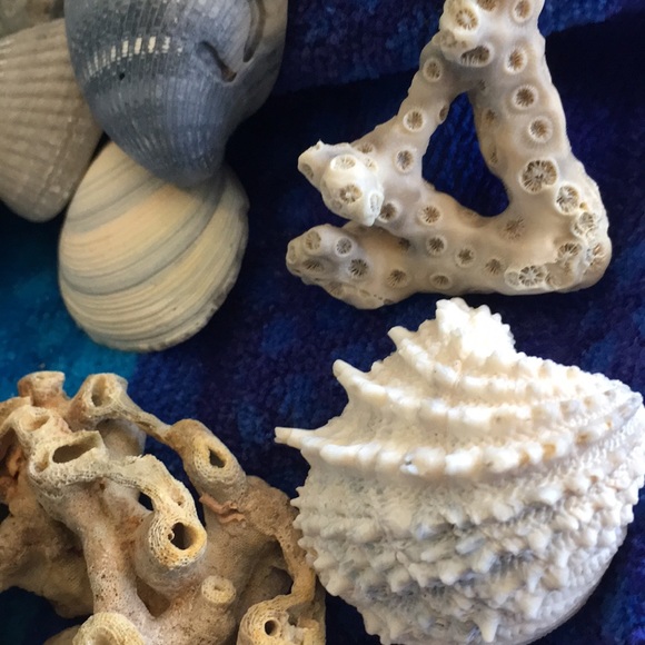 Bring the beach to your home with this collection - Picture 7 of 8